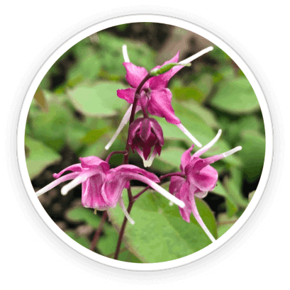 Quietum Plus  Ingredients 